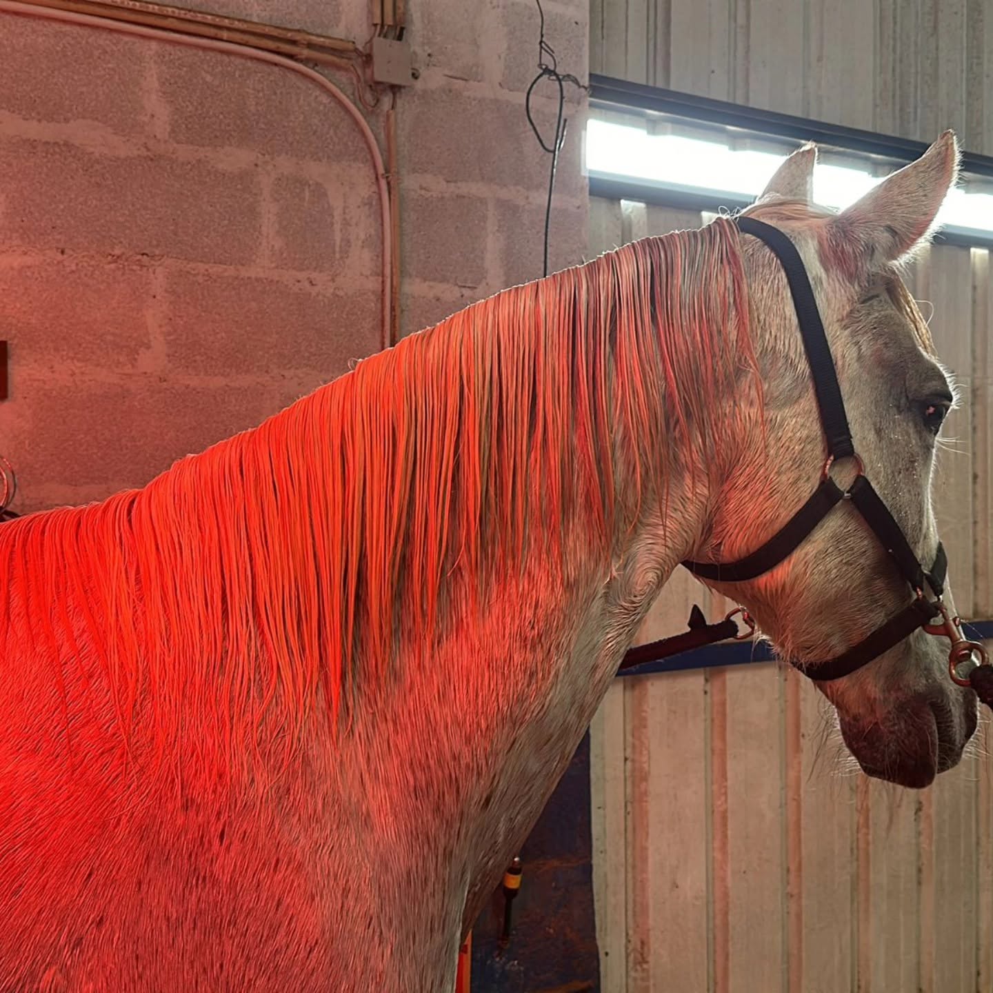 As nossas instalações equestres